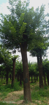 23公分柳樹博冉苗木價低