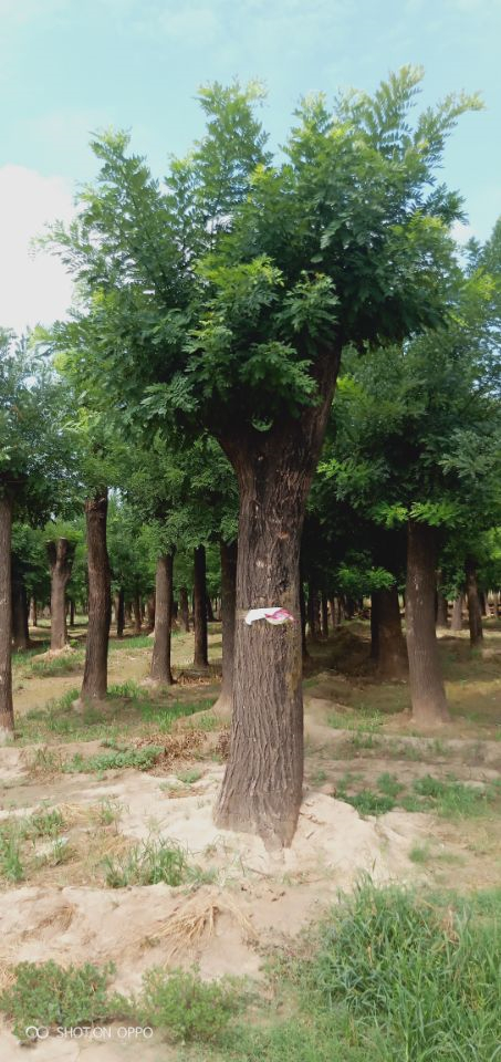 4米冠幅12公分國(guó)槐大型師范種植基地報(bào)價(jià)低