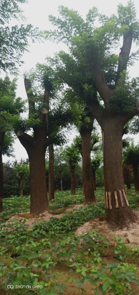 20公分木槿菏泽诚信商家