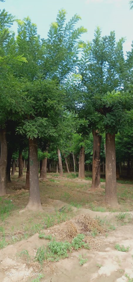 9公分欒樹菏澤誠信商家