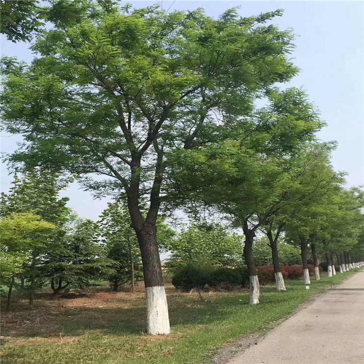 采購(gòu)13公分紫葉李博冉苗木