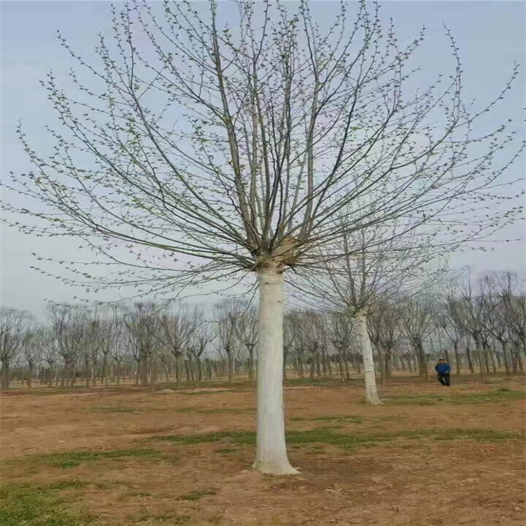 法桐苗，13公分法桐博冉苗木當(dāng)天打號(hào)裝車