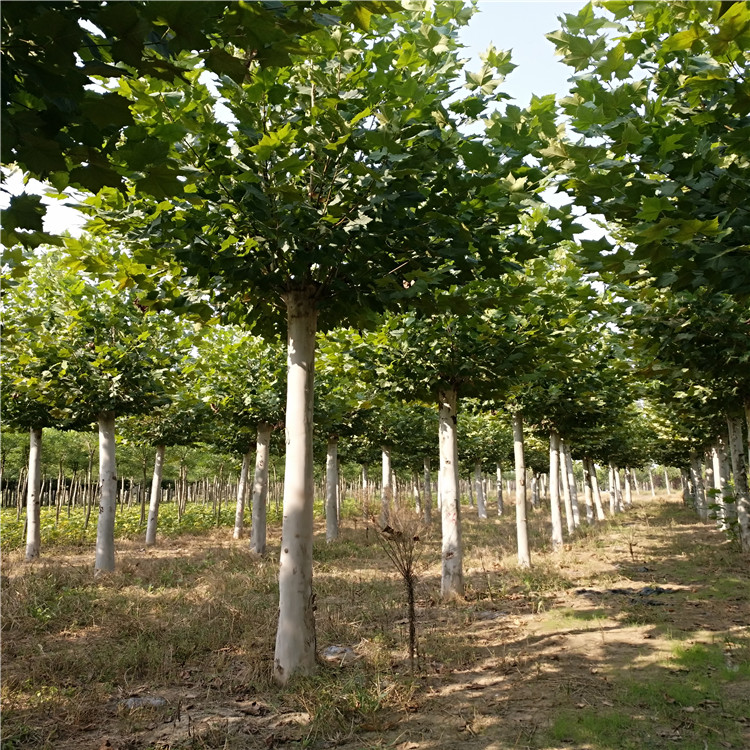 速生法桐，19公分法桐苗農(nóng)種植資訊
