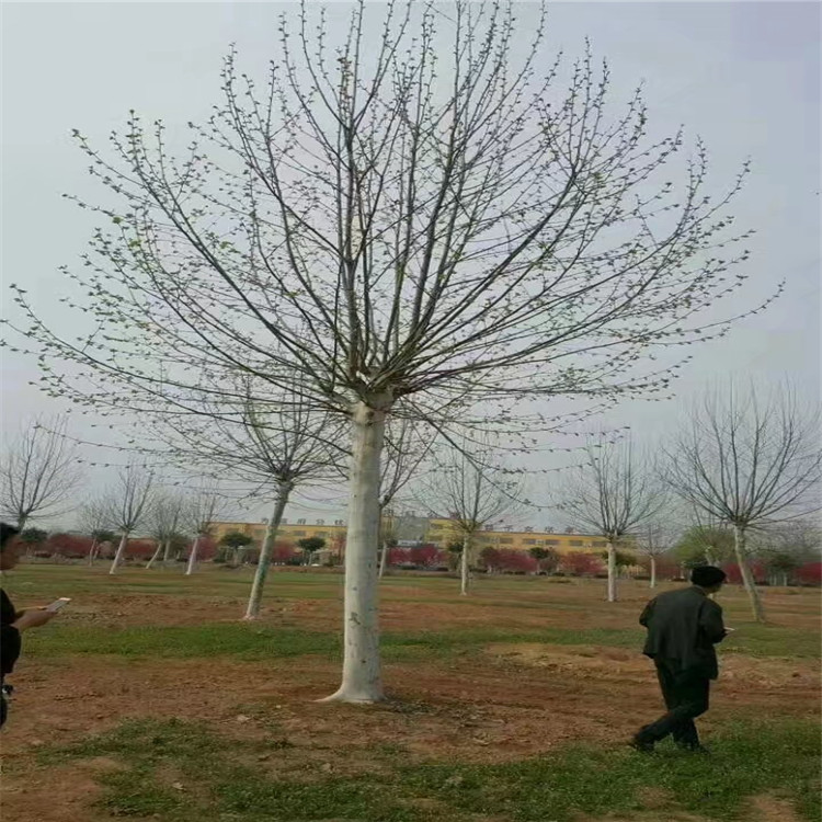 法國梧桐，13公分法桐2019價格更新