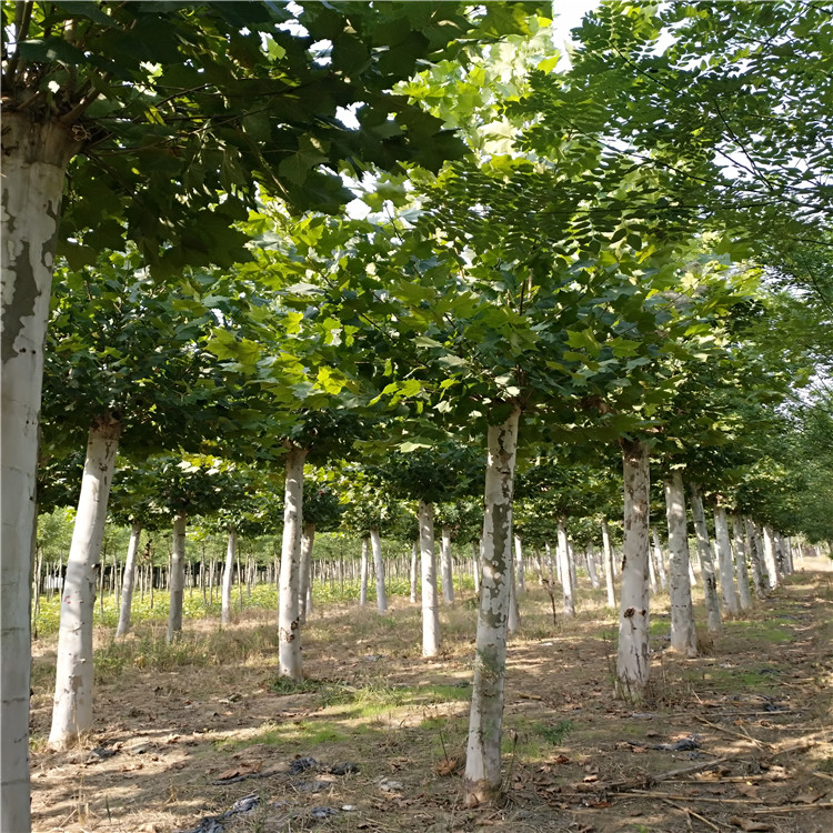 法國梧桐，18公分法桐種植產(chǎn)地地頭價