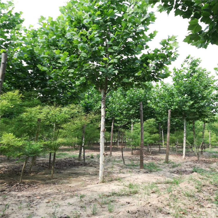 速生法桐，19公分法桐苗農(nóng)種植資訊