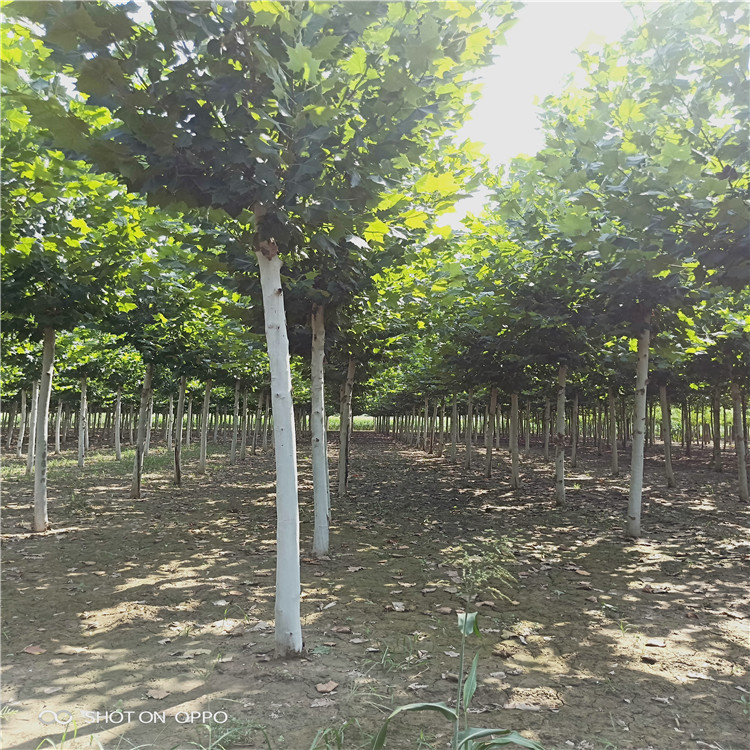 法桐，8公分法桐占地苗價格