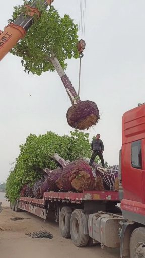 速生法桐，16公分法桐種植產(chǎn)地地頭價(jià)