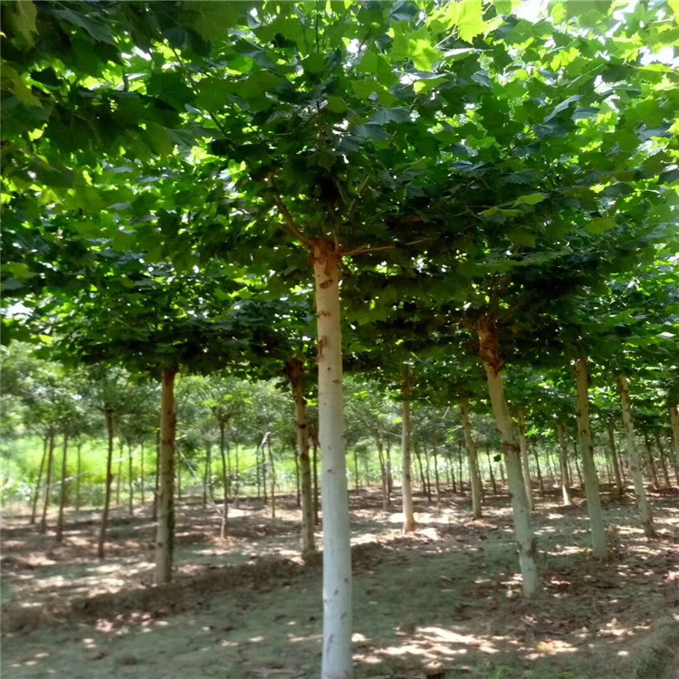 法桐苗，14公分法桐山東苗木供應(yīng)商