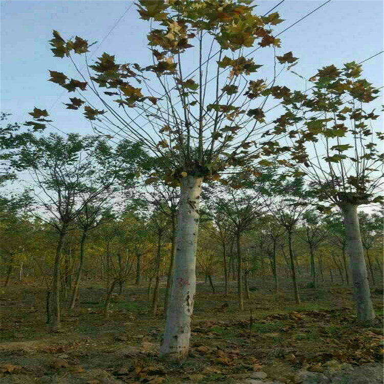 速生法桐，17公分法桐苗农种植资讯