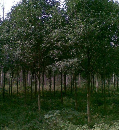北京施工绿化工程栽植白蜡树计算货 二级货价格差别多少