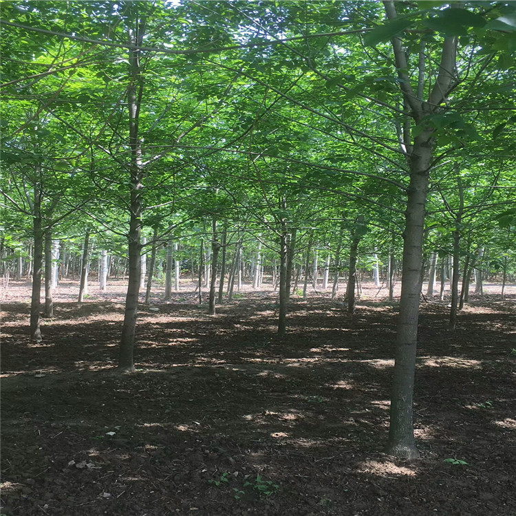 重庆行道树绿化种植速生白蜡查询一手苗圃种植联系方式