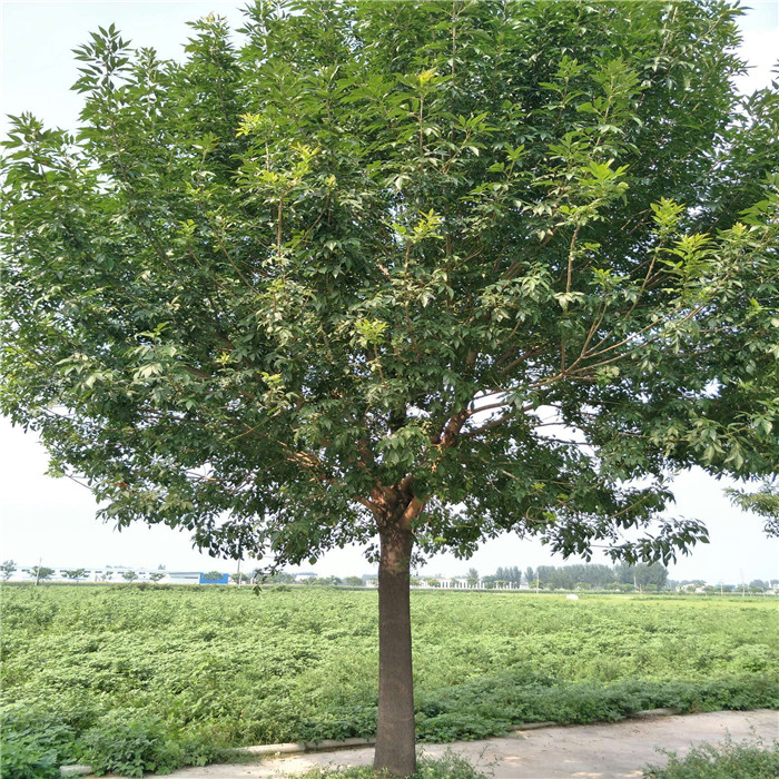 河北行道树绿化种植白蜡树找山东有实力的苗圃