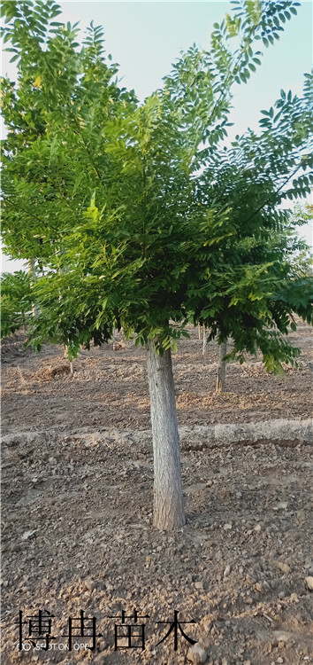 紫荆潍坊乡土品种当地哪里有