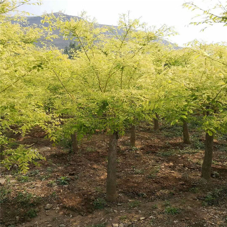 絢麗海棠江西秋季移植成活率高