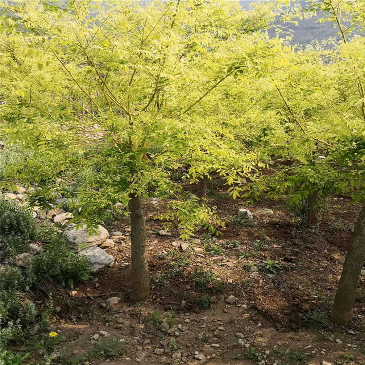 紫荊安徽品種以及規(guī)格參考價