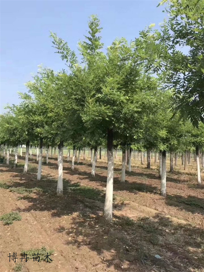 紫荊貴州品種以及規(guī)格參考價