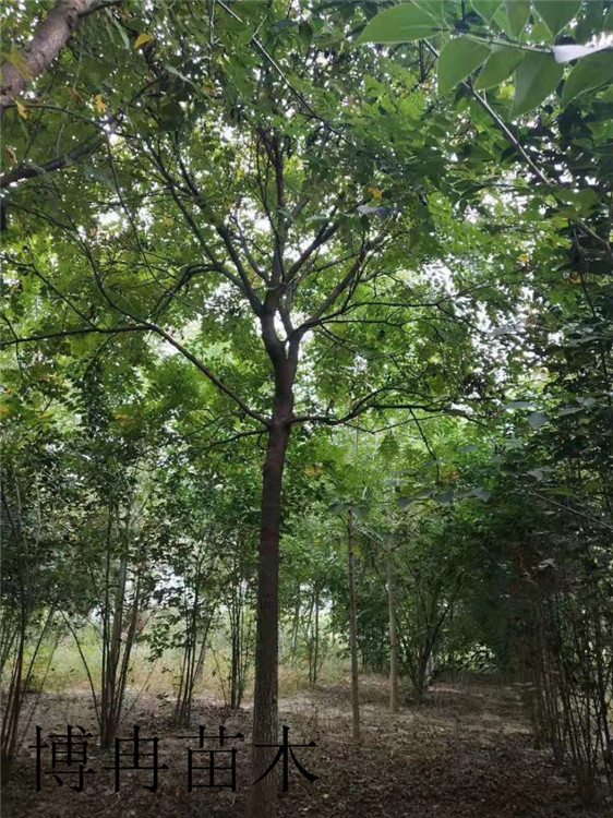 花石榴萊蕪博冉苗木報價低規(guī)格全