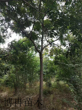 美人梅貴州秋季移植成活率高