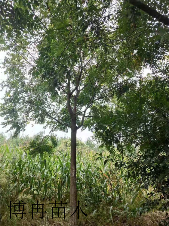 牡丹樹四川品種以及規格參考價