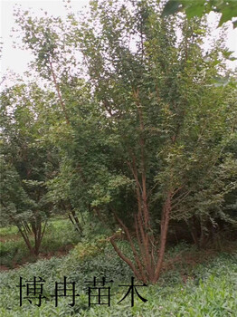 花石榴湖北品種以及規(guī)格參考價