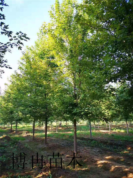 絢麗海棠江西秋季移植成活率高