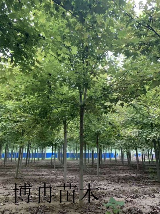 青垂青島品種以及規(guī)格參考價