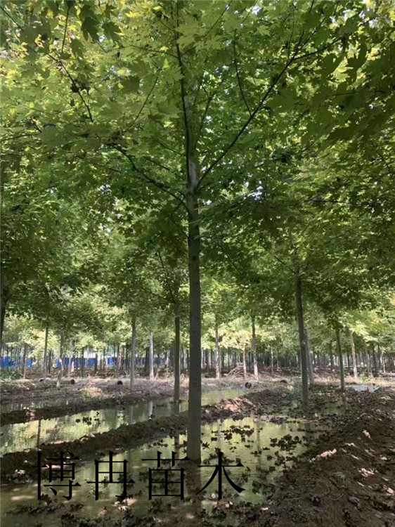 垂柳福建博冉苗木報價低規(guī)格全