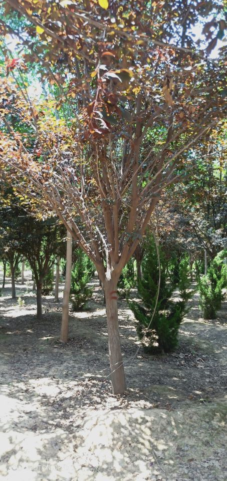 八棱海棠貴州秋季移植成活率高
