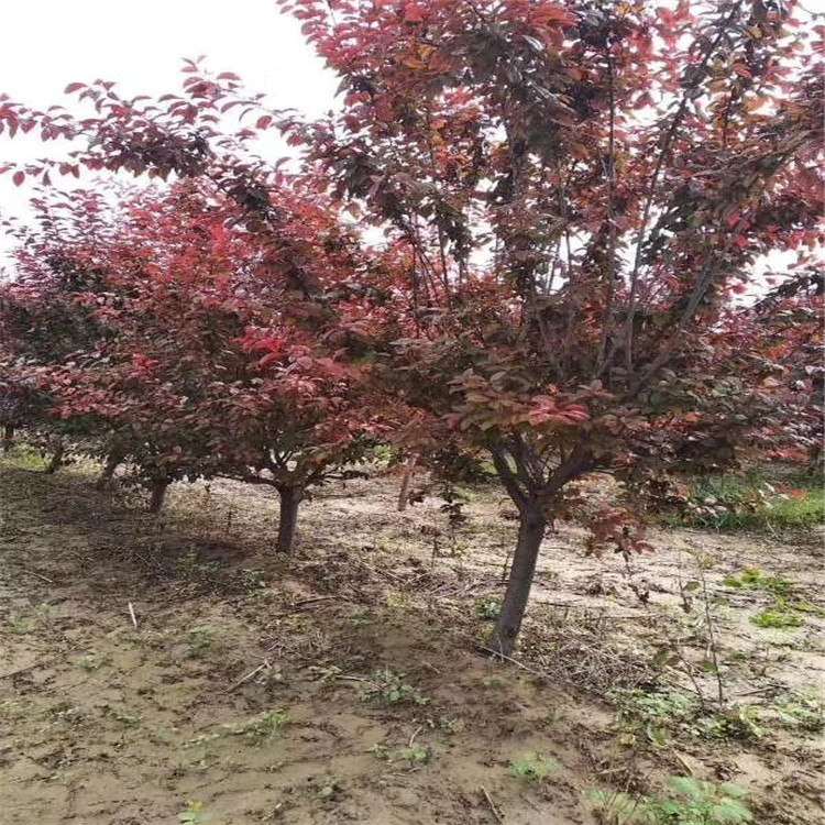 紫荊安徽品種以及規(guī)格參考價