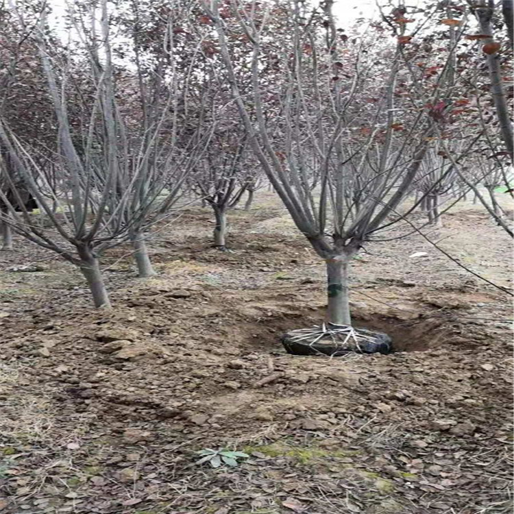 金枝槐,拉丁文名:sophora japonica cv.