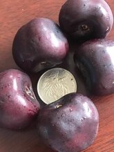 萨米脱樱桃苗种植图片