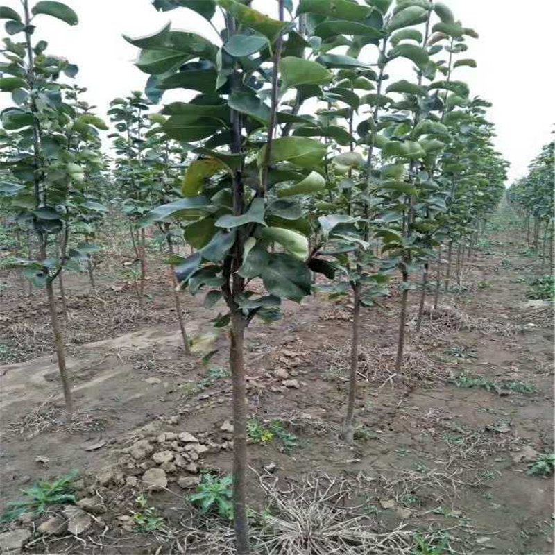 中梨4號梨樹苗成活率