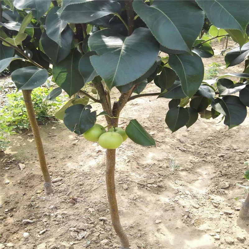中梨4號(hào)梨樹苗苗圃