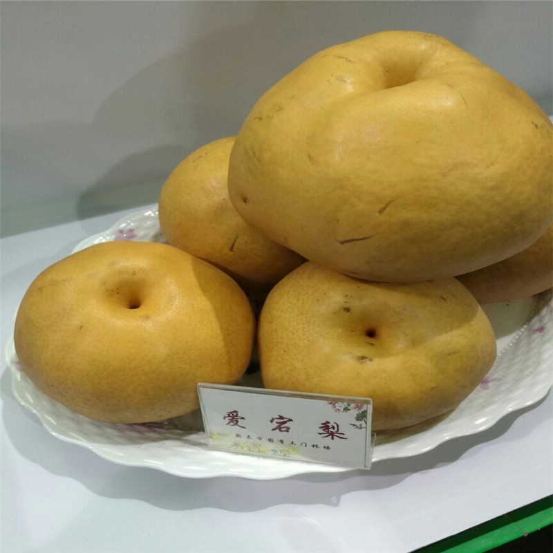 柱狀梨梨樹苗技術