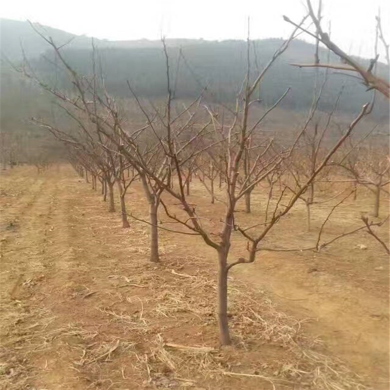 柱狀梨梨樹苗技術
