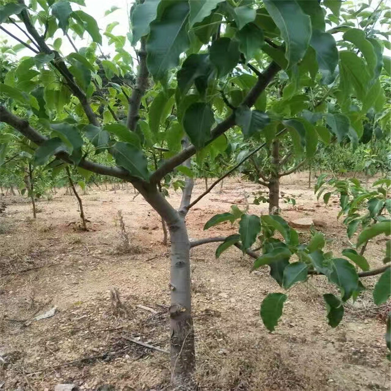 早酥紅梨梨樹苗價格