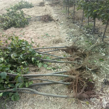 全紅梨梨樹(shù)苗基地