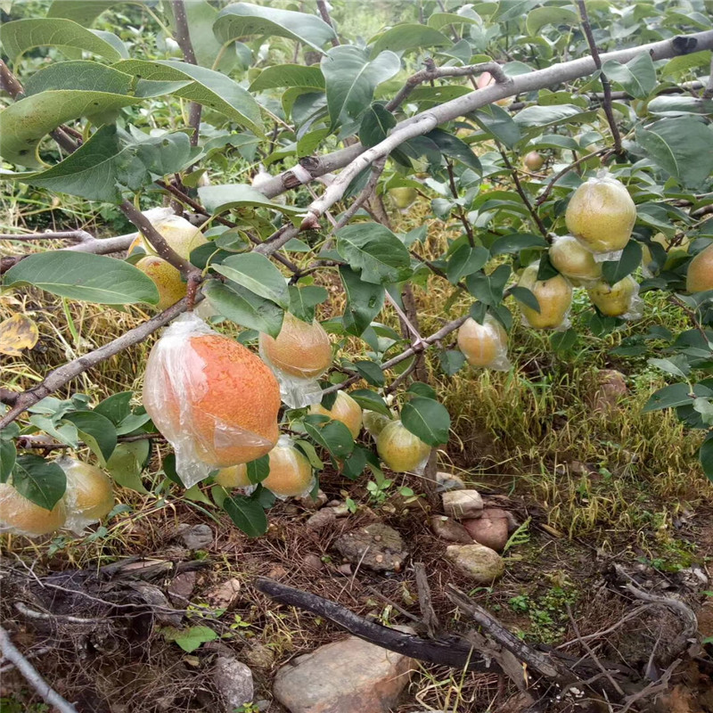 黃金梨梨樹苗多少錢一棵