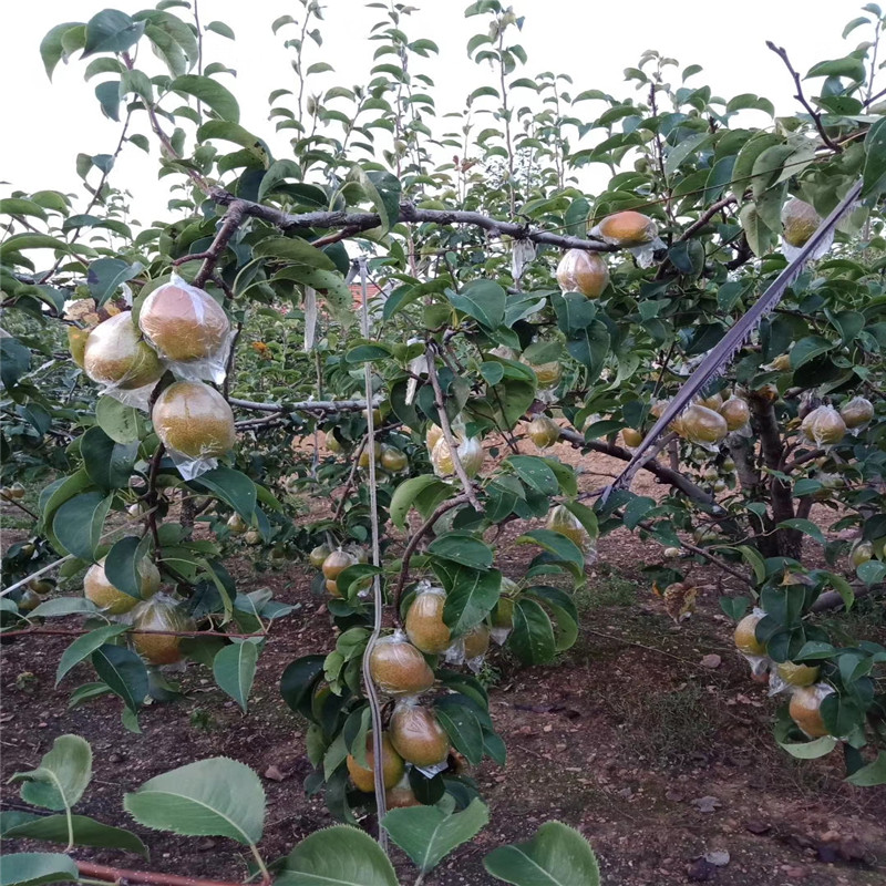 早酥紅梨梨樹苗價格