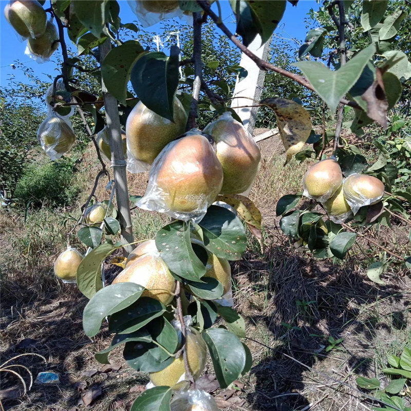 晚秋黃梨梨樹(shù)苗基地