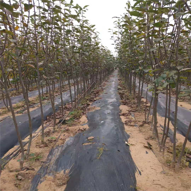 全紅梨梨樹苗基地