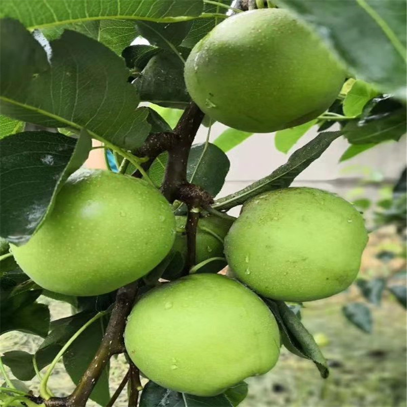 中梨4號梨樹苗成活率