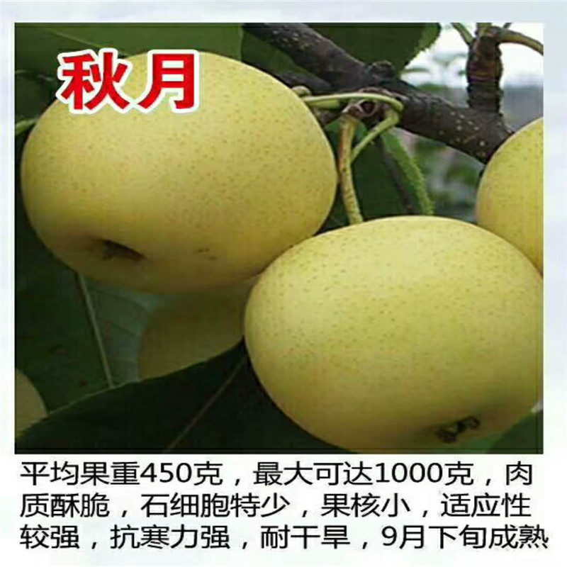 中梨4號梨樹苗基地