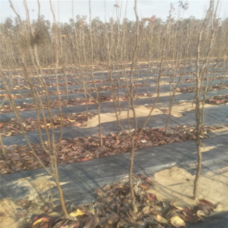 晚秋黃梨梨樹(shù)苗基地