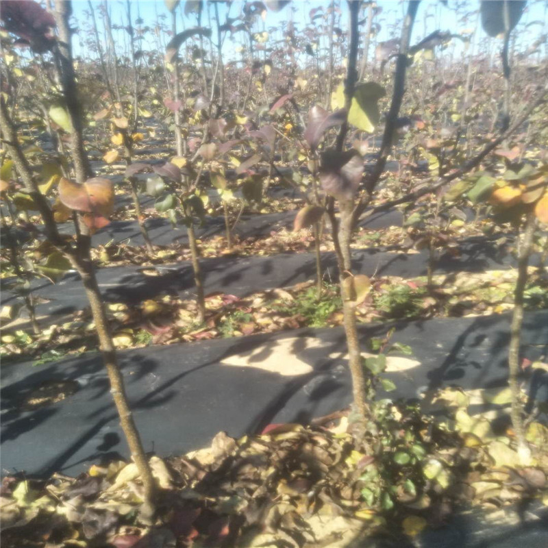紅香酥梨梨樹苗介紹