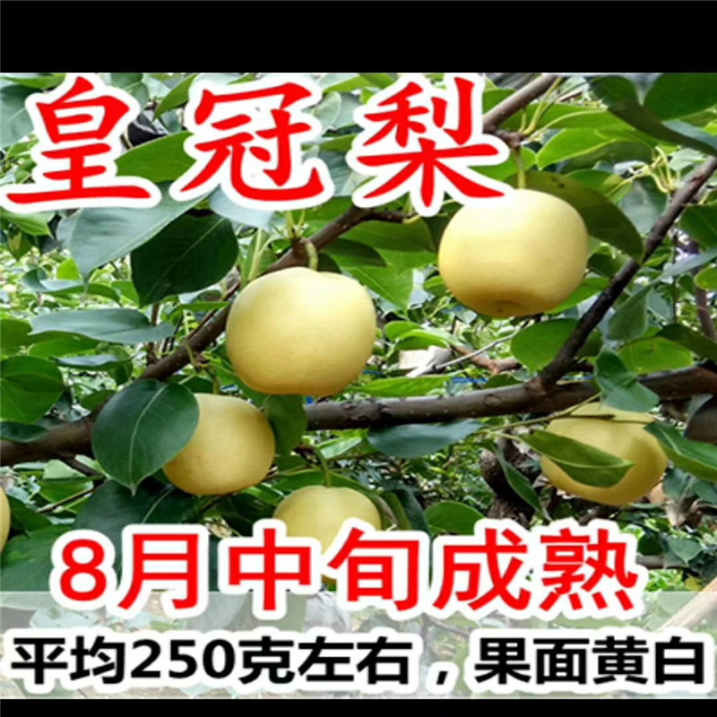 玉露香梨梨樹苗多少錢一棵