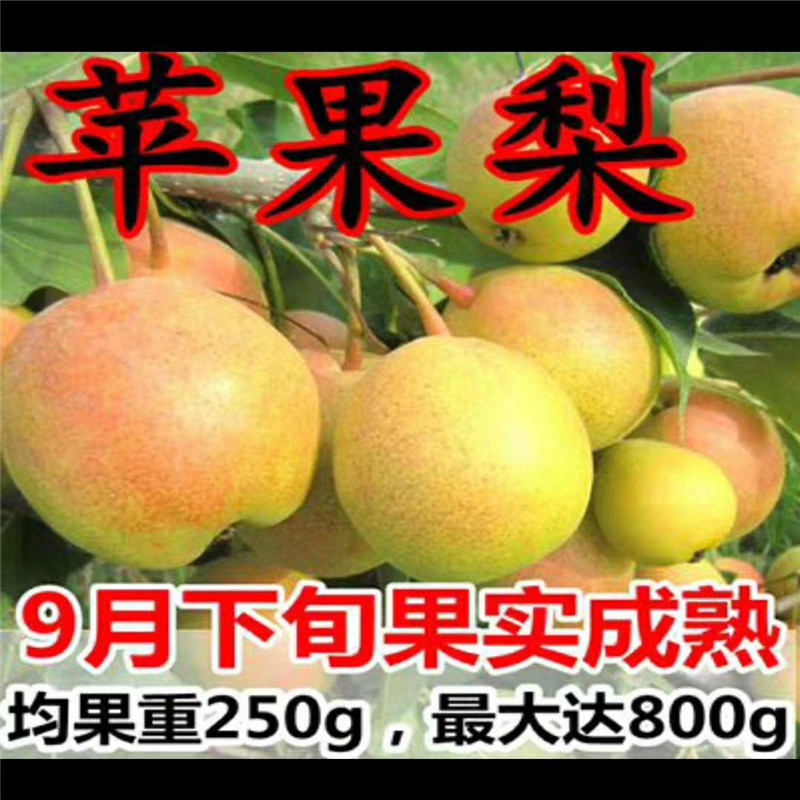 柱狀梨梨樹苗技術
