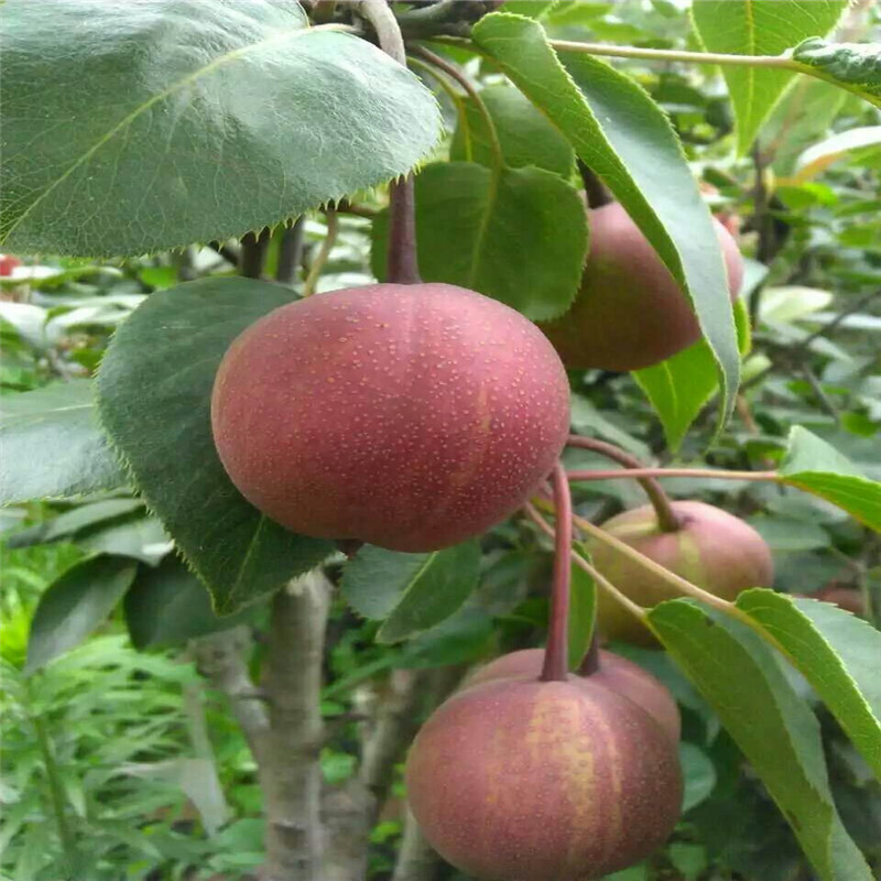 中梨4號(hào)梨樹苗多少錢一棵