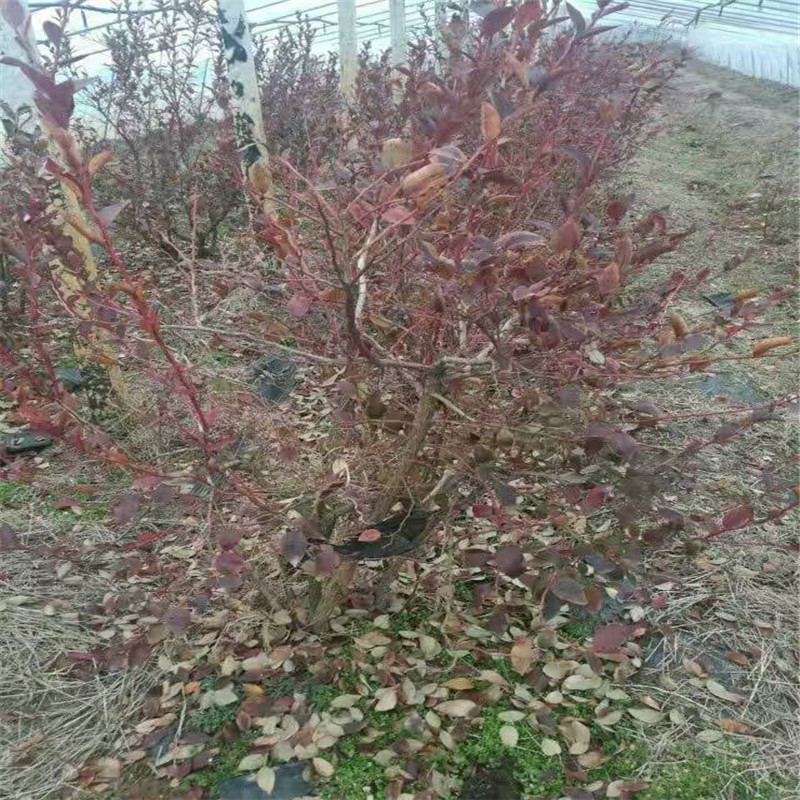 組培藍莓苗大棚種植技術(shù)